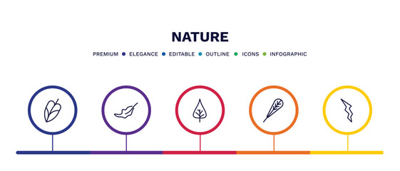 set of nature thin line icons. nature outline icons with infographic template. linear icons such as philodendron, dry leaf, poplar leaf, obovate, element vector.