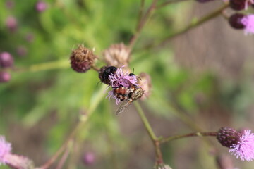 A bee on a flower