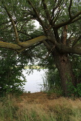 A tree with branches and leaves