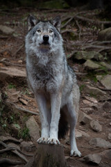 Loup, décembre 2022