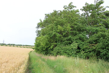 Fototapeta premium A dirt road with grass and trees