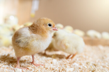  Baby Chick Standing on Bedding with Siblings in Background