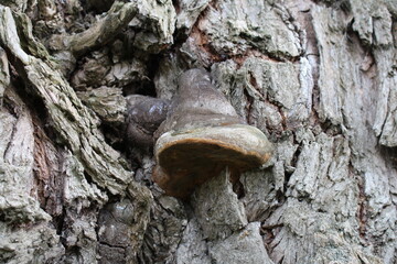 A brown slug on a tree