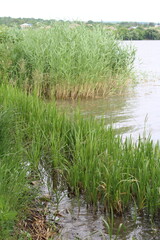 A stream of water with grass and plants in the background
