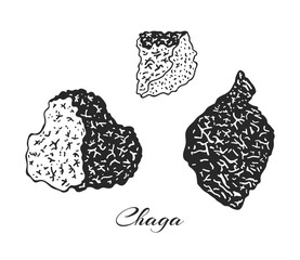 Set of chaga mushroom illustration