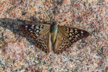 Hackberry Emperor Butterfly on Granite