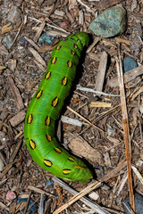 White-Lined Sphinx Moth Caterpillar