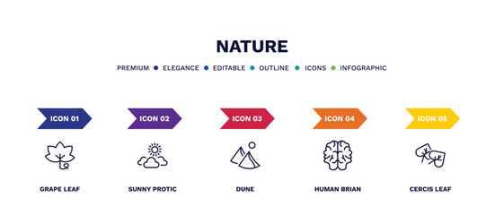 set of nature thin line icons. nature outline icons with infographic template. linear icons such as grape leaf, sunny protic, dune, human brian, cercis leaf vector.