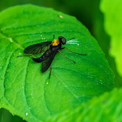 Golden-Backed Snipe Fly