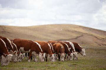 Fototapeta na wymiar Hereford cattle ranch in south patagonia argentina
