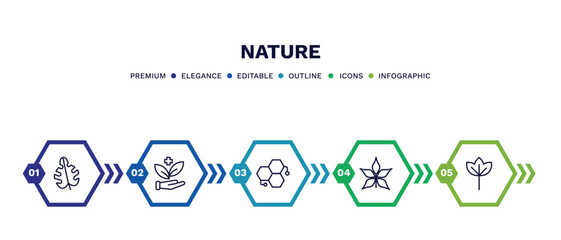 set of nature thin line icons. nature outline icons with infographic template. linear icons such as leaf monstera, treatments, chemical structure, chestnut leaf, sassafras leaf vector.