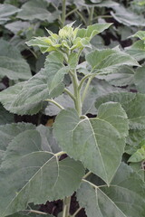 A close-up of a plant