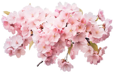 Whispers of Spring: Delicate Cherry Blossoms in Transparent Splendor. Transperant. Generative ai.