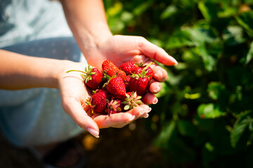 A handful of red ripe strawberries freshly picked in female hands - 618120223
