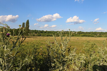 Obraz premium A field of plants and trees