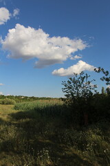 Obraz premium A grassy area with trees and clouds in the sky