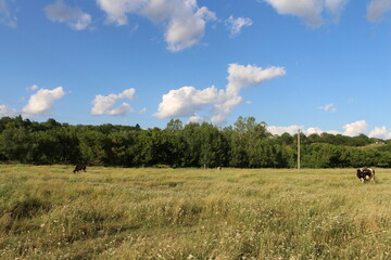 Fototapeta na wymiar Cows grazing in a field