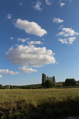 Obraz premium A field with trees and blue sky