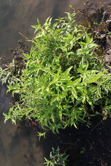 A plant with green leaves