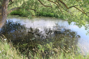 A small pond with a tree