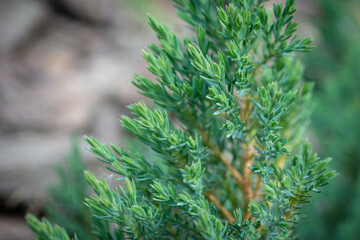 Green coniferous decorative plant. Coniferous plant in the forest. Forest needles