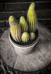 Potted cactus on wooden trunk - 618122254