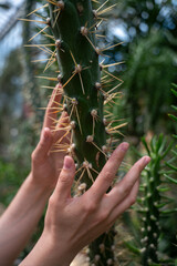 Person hands holding cactus with big needles and pricking palm skin