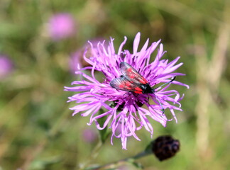 Widderchen auf Flockenblume