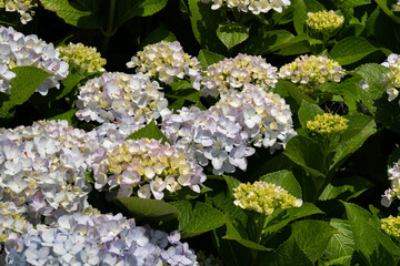 Beautiful hydrangea flower in a natural garden in sunny day.