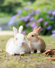 紫陽花の近くで戯れる子ウサギと親ウサギ