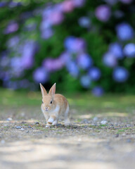 近づいてくる子ウサギと紫陽花