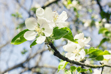 Obraz premium White flowers on an apple tree. Apple blossom period.