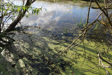 A river with trees and grass