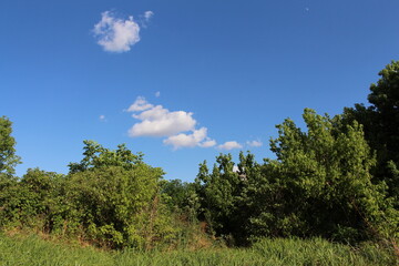 A group of trees in a grassy area with blue sky and clouds