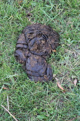 A toad in the grass