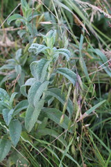 A close up of a plant
