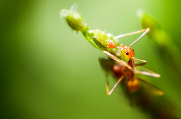 Ant eating on a leaf