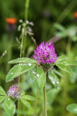 Purple clover flower in drops