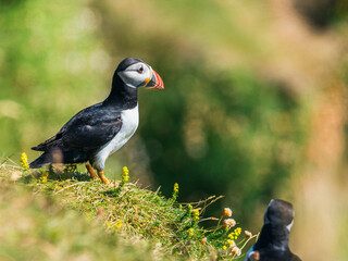 Atlantic Puffin, Fratercula arctica in habitat