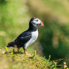 Atlantic Puffin, Fratercula arctica in habitat