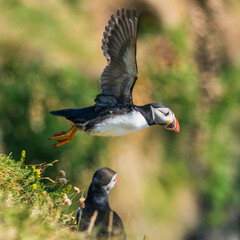 Atlantic Puffin, Fratercula arctica in flight