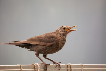 Black bird youngster with open beak profile view, grey background