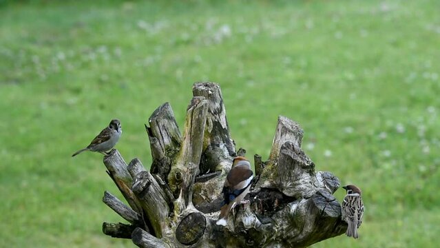 Kernbei&szlig;er M&auml;nnchen frisst Sonnenblumenkerne 