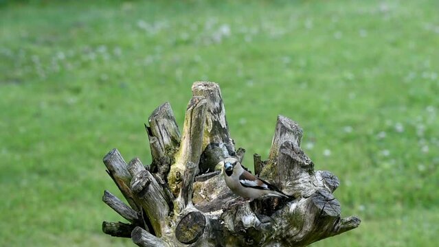 Kernbei&szlig;er Weibchen frisst Sonnenblumenkerne