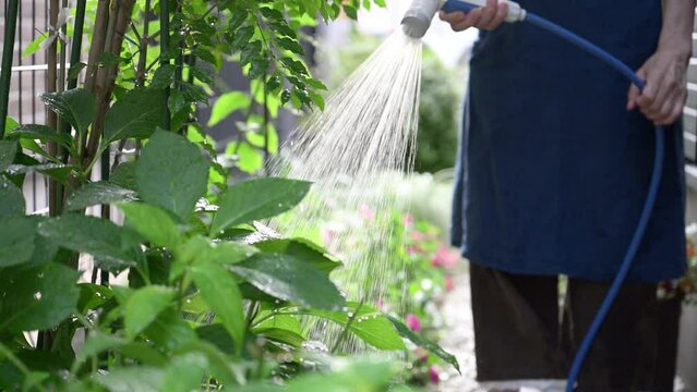 趣味の園芸の花に水をやるところ　スロー