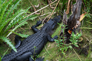 DDB_BaratariaBlackGator