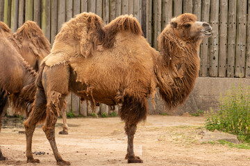 camel in the zoo