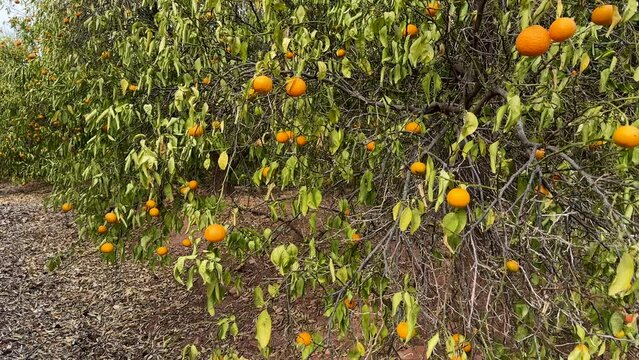 Orange mandarin tree. Orange fruit farm field. Vibrant orange citrus fruits in garden. Mandarin trees at farm plantation cultivated in Mediterranean. Harvest season in Spain. Citrus Tangerine plant.