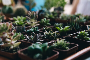 Small green cactus plants in pots