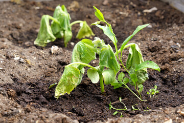 Spoiled cucumber, dry season. Ecological threat in agriculture. Spoiled food. Selective focus